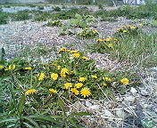 DANDELIONS